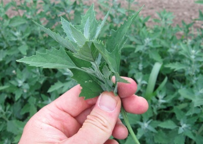 Quinoa wordt gebruikt in de geneeskunde