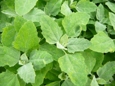 Quinoa plant zonder smaak en geur