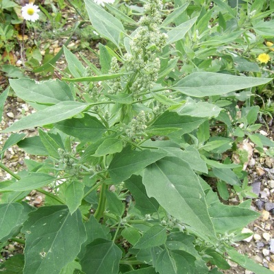 uitgestrekte quinoa