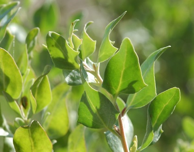 Quinoa sớm