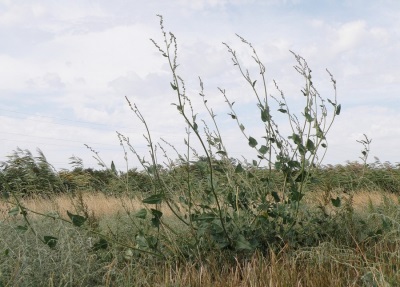 kleinbloemige quinoa