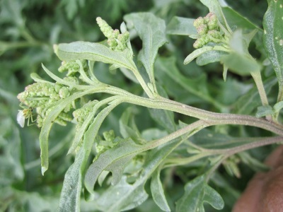 Quinoa Tatar