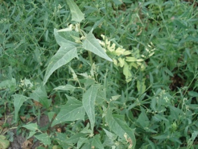 quinoa ven biển