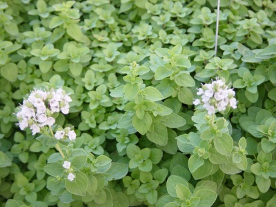 marjolaine de jardin en fleurs