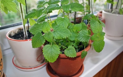 Melissa in een pot