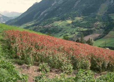 Monarda pärineb Põhja-Ameerikast