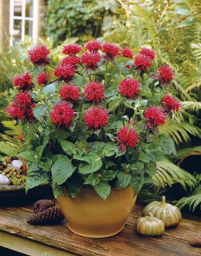 Kasvavad monarda lilled