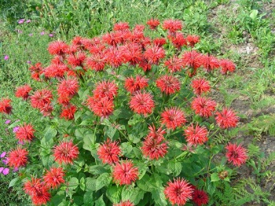 Monarda - niidulill