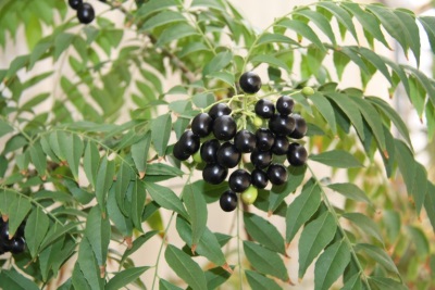 aronia murraya