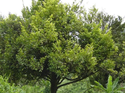 Pokok pala dengan buah-buahan