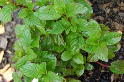 Mentha x piperita var. Citrata Citroen