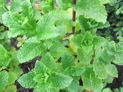 Mentha spicata var. chrupiący