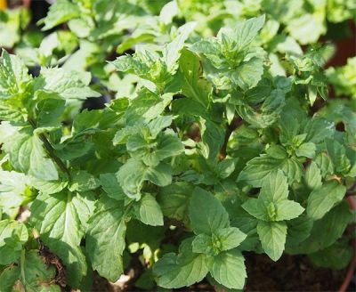 Mentha aquatische var. crispa