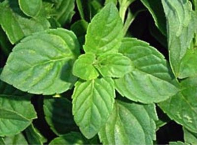 Mentha liik Mentuccia