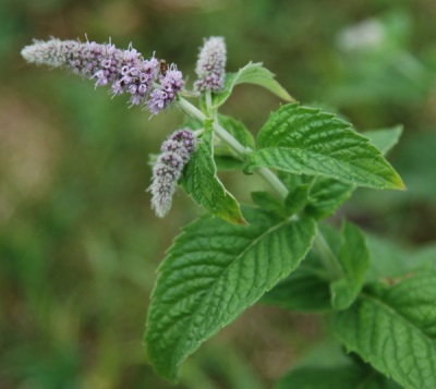 Pudina daun panjang