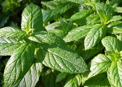 Mentha liik Dionysos