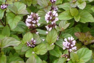 Mentha x piperita var. Citrata apelsin