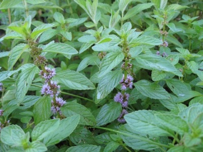 buisson de menthe poivrée