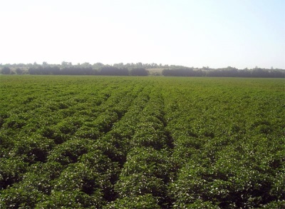 Plantations de menthe poivrée