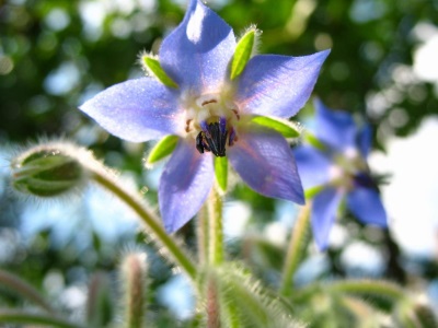 Borago is handig