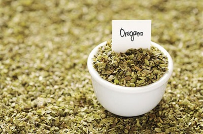 Oregano w medycynie