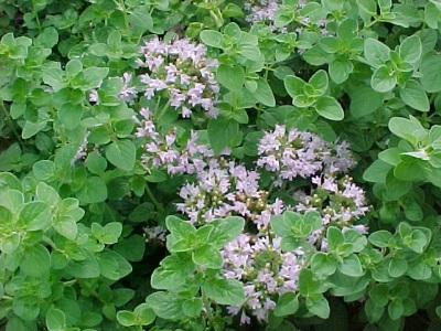 krzak oregano