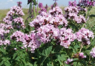 wilde oregano