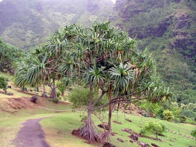 pandanus Indias