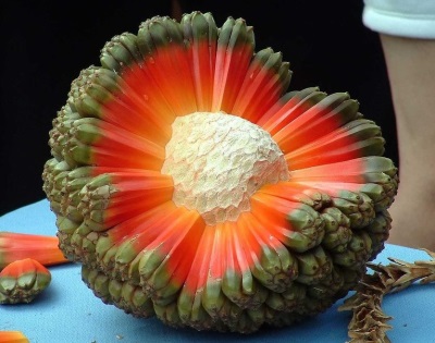 fruit du pandanus