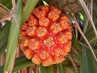 fruit du pandanus