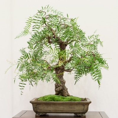 bonsai hooldus