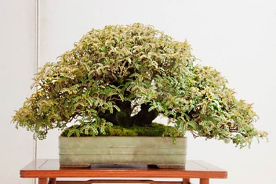 bonsai z drzewa pieprzowego