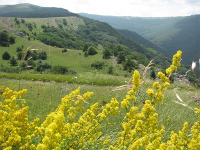 Bedstraw ở Crimea