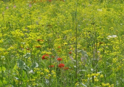 Bedstraw na łące