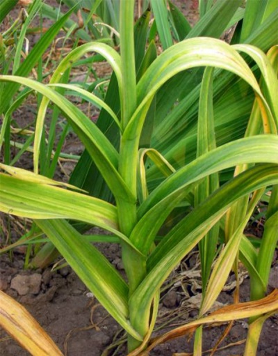 Rocambole dans les lits en automne