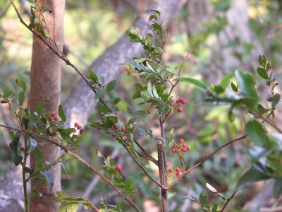 Variété Sansho sans épines