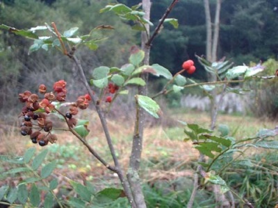 Thuisland van de peperboom - Japan