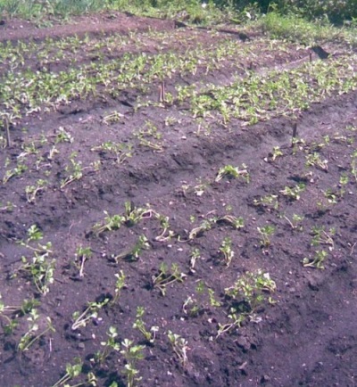 Zaailingen van bleekselderij planten