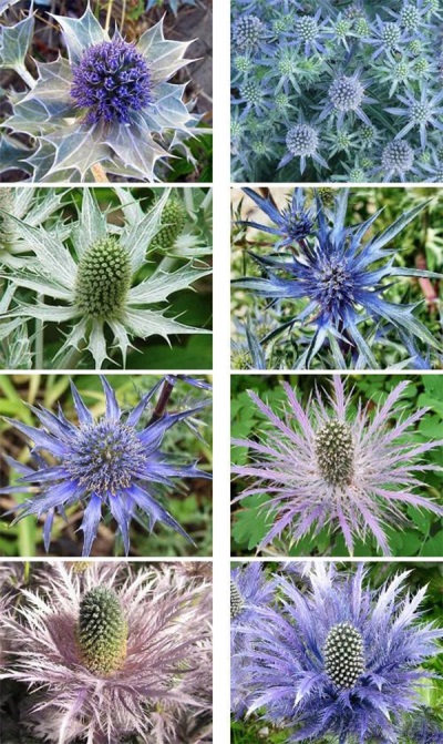 Soorten eryngium