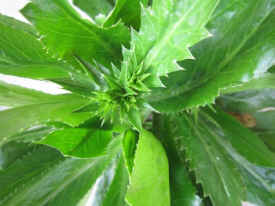 Bladeren van eryngium