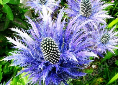 Alpine eryngium