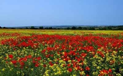 Colza et coquelicots sur le terrain