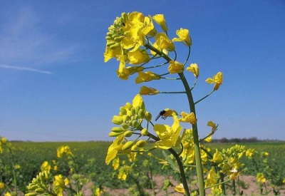 fleurs de colza