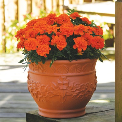 Tagetes oranje