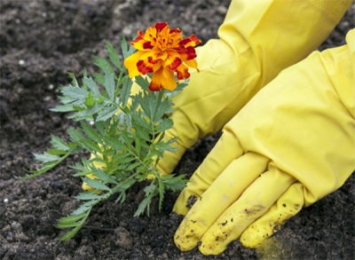 Goudsbloemen kweken