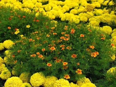 Verschillende soorten goudsbloemen in de tuin