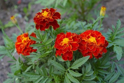 Marigolds hoặc Chernobrovtsy