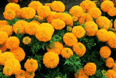 Marigolds vàng Mackenna