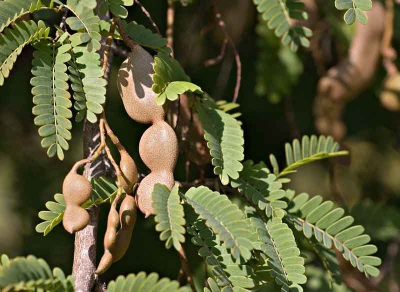 Tamarind meditsiinis