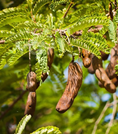 Khasiat Tamarind untuk Menurunkan Paras Gula Dalam Darah